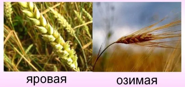 Виды пшеницы