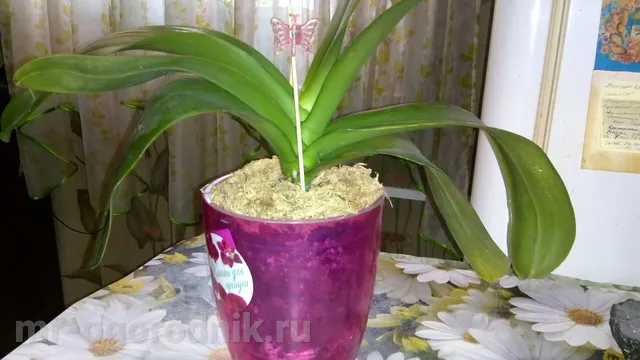 Орхидеи фаленопсис после омоложения