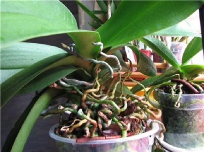 Главным признаком омоложения является образование многочисленных корней с нижней стороны листьев. Это явный признак того, что орхидея хочет восстановиться.