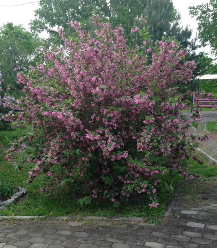 Раннее весеннее цветение вейгелы в саду