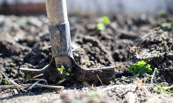 Почва для посадки томатов в открытый грунт должна быть подготовлена к осени, фото greenhobby.ru