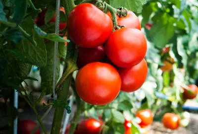 Секрет успешного урожая томатов прост