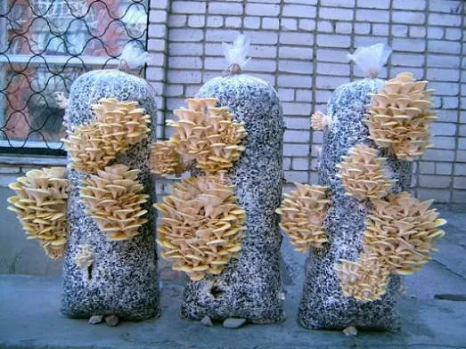 Балконные шляпочные грибы