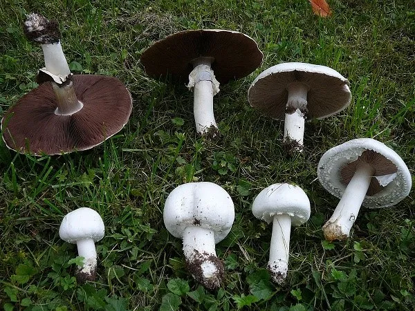 Грибы можно отличить от других грибов по различным признакам