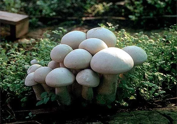 Оборудуйте отдельную теплицу или парники для выращивания грибов. В противном случае их можно выращивать только на юге.