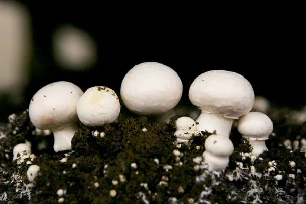Посадка грибов