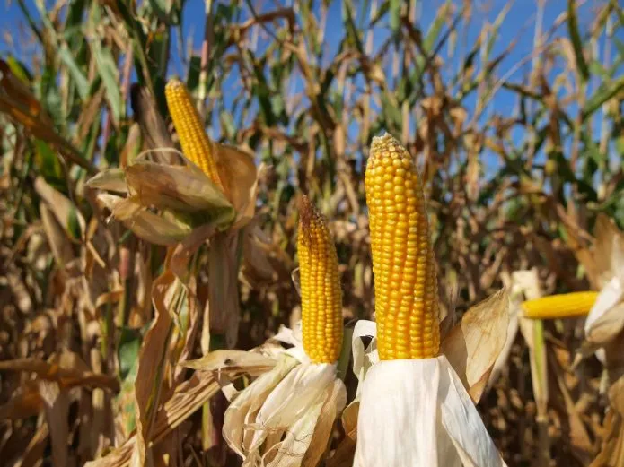 Кукуруза в биологической зрелости