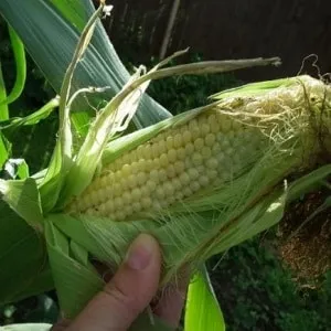 Как узнать, когда созреет кукуруза: вовремя собрать урожай для будущего использования