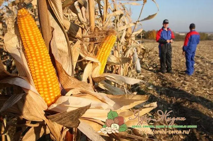 Когда следует убирать урожай кукурузы