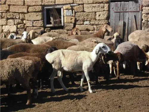Гиссарские овцы