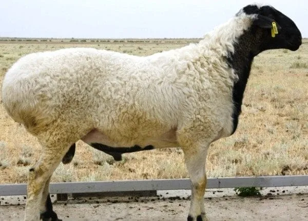 Хисарские бараны по внешнему виду почти неотличимы от овец.