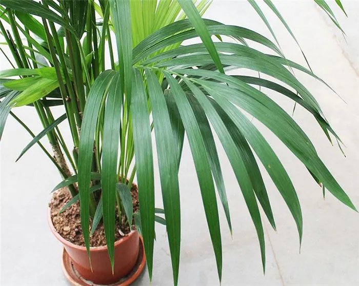 Растения из пальмовых деревьев
