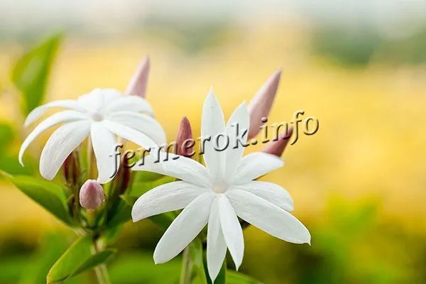 Фотографии жасмина мультиманского (Jasminum polynsum)