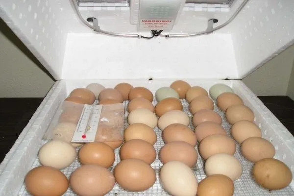 Куриные яйца в инкубаторе