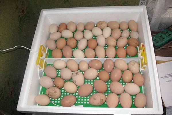 Куриные яйца в инкубаторе