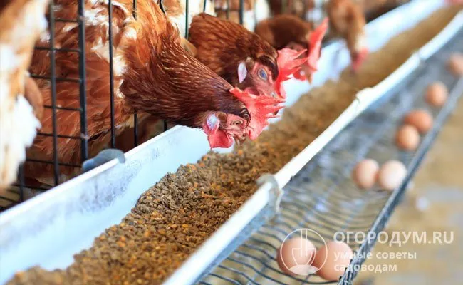 От яиц, взятых от курицы, следует отказаться во время лечения и еще в течение 12 дней после его прекращения. Не кормите животных!
