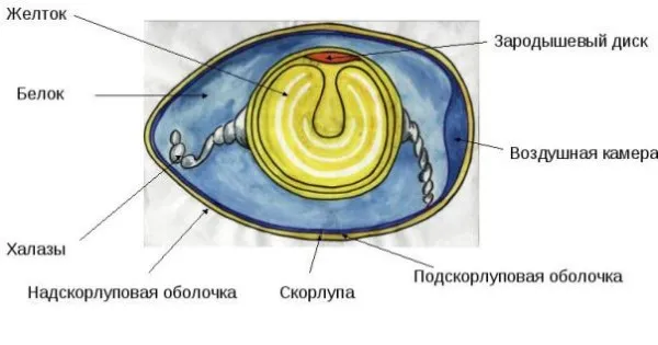 Структура яйца