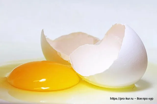 Функции строения птичьего яйца и составляющие его части.