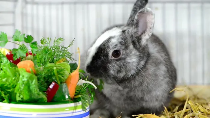 Кролики и овощи