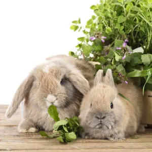Кролик ест травы.jpg
