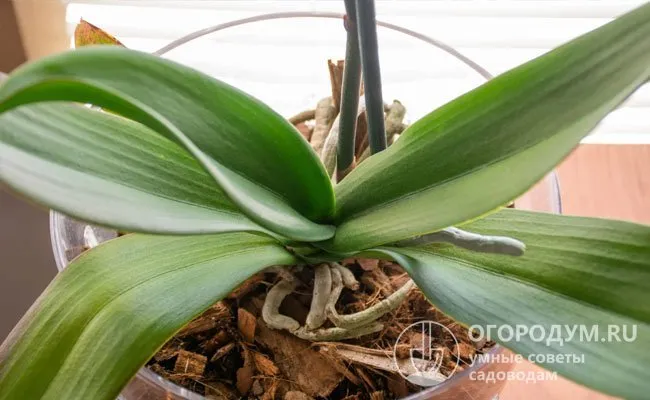 Время смазки орхидей можно легко определить по внешнему виду растения.