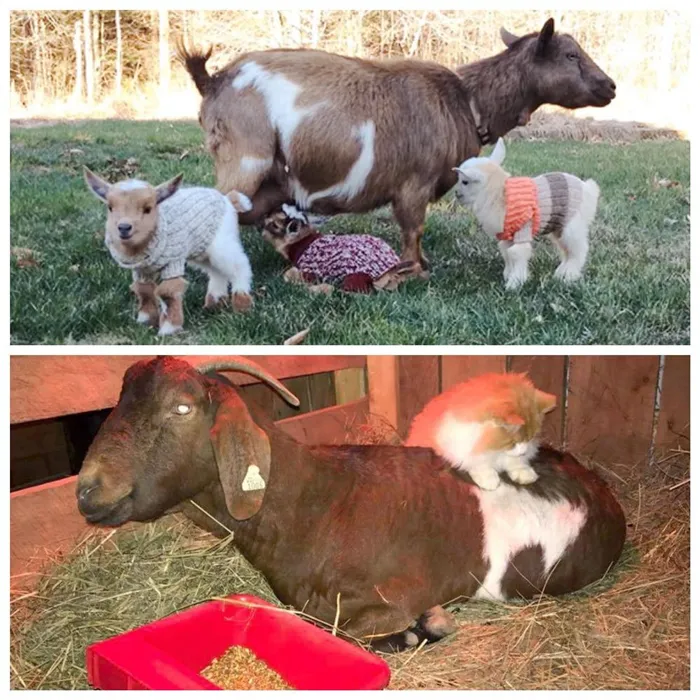 Чем кормить козлят после рождения