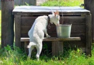 Почему козы не пьют воду и как научить их, что делать, если они пьют мыльную воду?