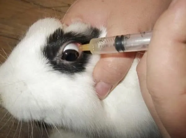 Лечение офтальмологических заболеваний у кроликов