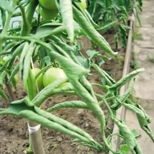 Что делать, если листья томатов в теплице скручиваются?