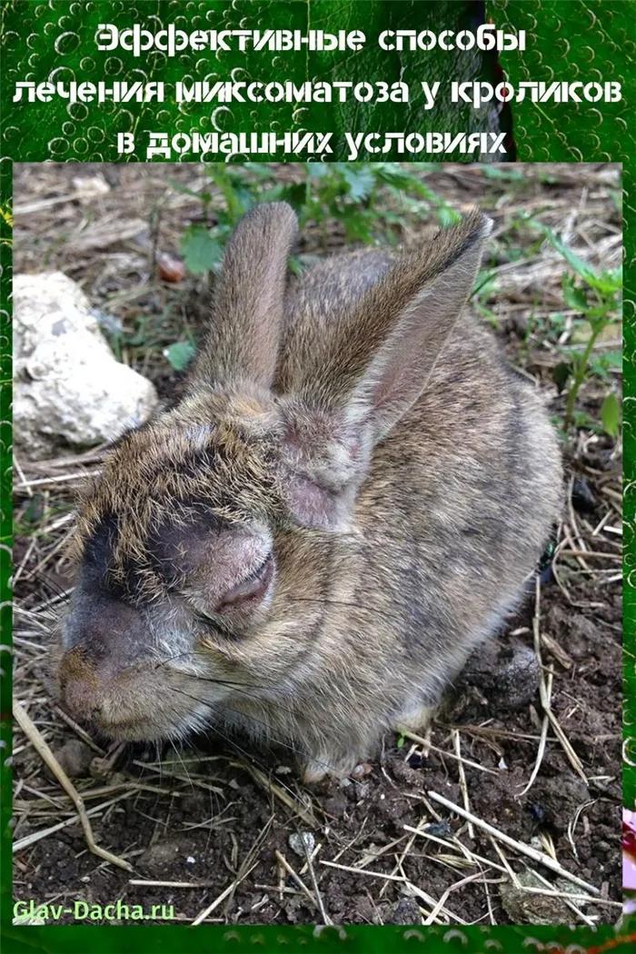 Симптомы миксоматоза у кроликов