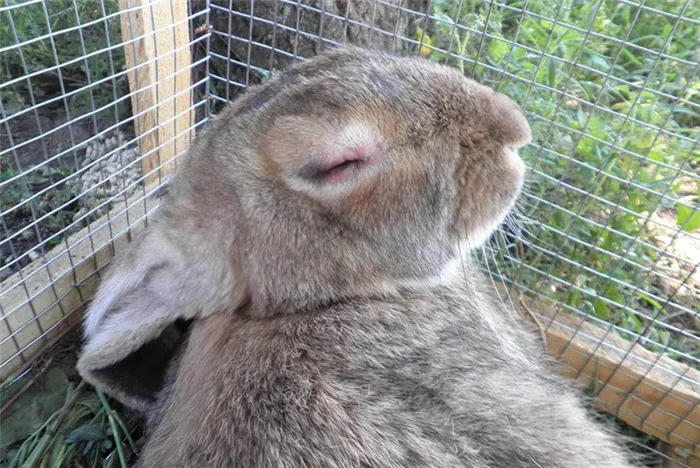 Лечение миксоматоза у кроликов в домашних условиях