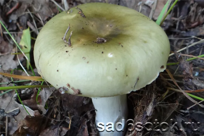 Зеленые грибы бенита