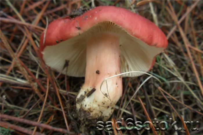 Russula causticum (жгучий гриб)