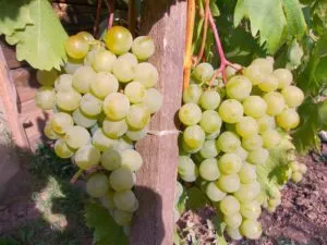 Описание и характеристики сорта винограда Дружба, правила выращивания и ухода за ним