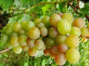 Описание и характеристики сортов винограда Русвен, посадка и выращивание