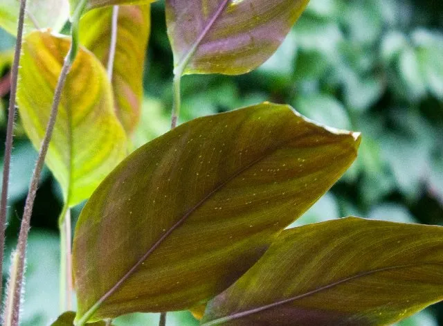 Укушенные мухой листья каратеи: заметно более пронзительные