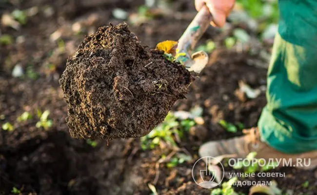 Почва готовится с осени: глубокое бурение, одновременное внесение качественного гумуса.