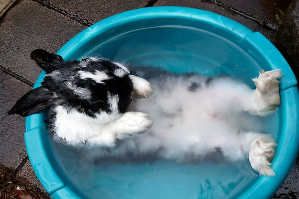 Кролики избегают жары