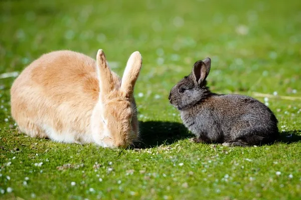 Кролики не хотят кроликов