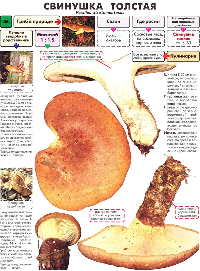 Толстые грибы Описание