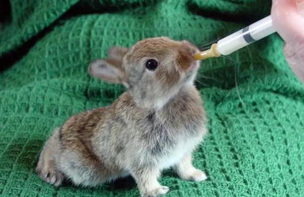 Крольчата едят из шприцов