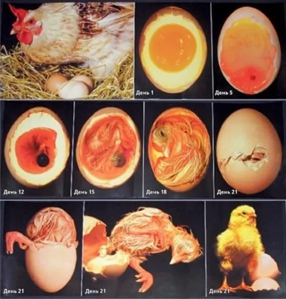 Сколько времени требуется для выведения птенцов из яиц?