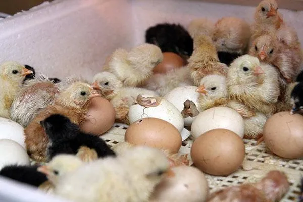 Вылупление цыплят в домашнем инкубаторе