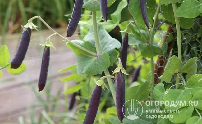 Фиолетовые сорта и гибриды овощей (содержащие антоцианы) считаются более устойчивыми и менее восприимчивыми к вредителям.