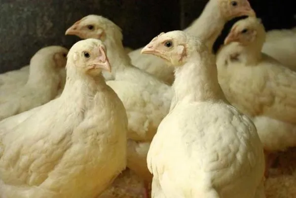 Молодые цыплята в производстве мяса на ферме