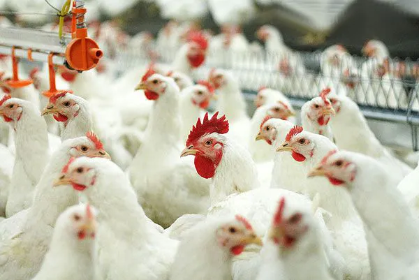 Крупная птицеводческая ферма цыплят