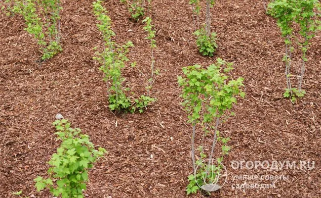 Укладка почвы помогает предотвратить ее высыхание и восполняет запасы питательных веществ.