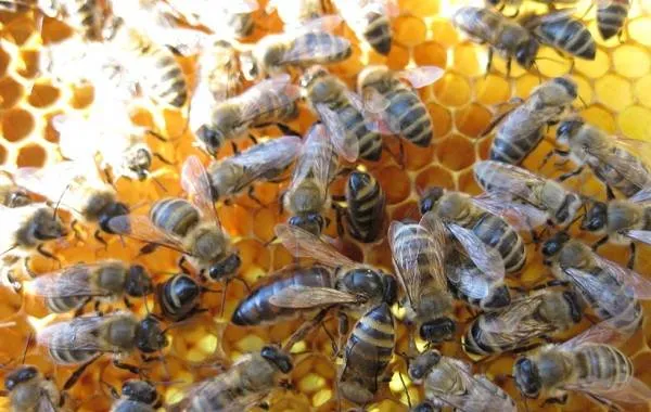 Пчела-писто-релиз-зеалот-жизнь-и-жизнь-теас-мелисса-12