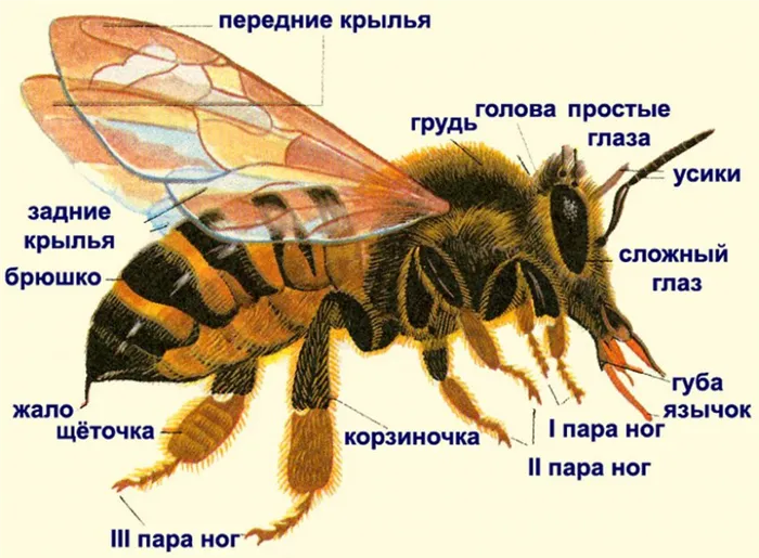 Пчела.