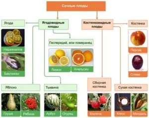 Объяснение сочных плодов в биологии. Баклажан - это плод, который похож на баклажан
